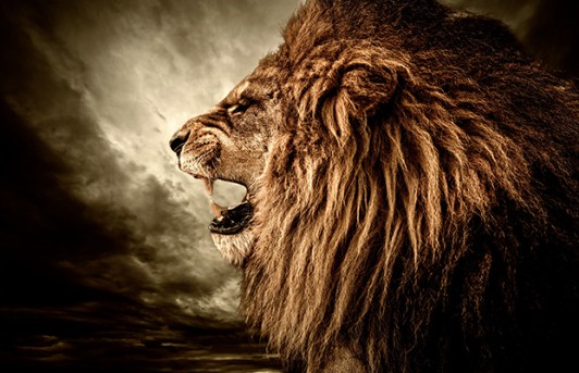 Lion Side Profile Wall Art